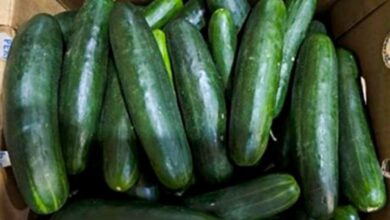 Photo of FDA declares cucumber-linked Salmonella outbreak over after 155 hospitalized