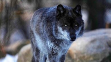 Photo of Biden admin moves to reinstate Trump-era rule, delist gray wolves from endangered species list