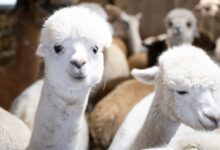 Photo of DOGE slashes nearly $1M for alpaca farming in Peru, other questionable grants in latest wasteful spending cut