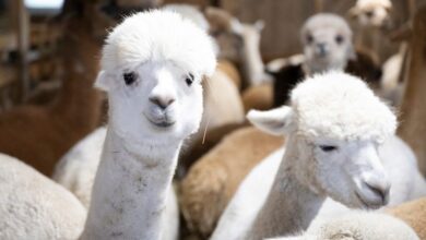 Photo of DOGE slashes nearly $1M for alpaca farming in Peru, other questionable grants in latest wasteful spending cut